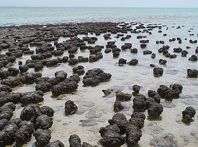 Figure 1: Stromatolites in Shark Bay, Australia (Source:Wikipedia).